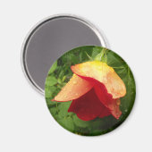 Rotes Gold Rose Petals Raindrops Foto Magnet (Vorderseite/Rückseite)