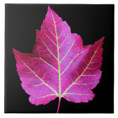 Rotes Herbst-Ahornblatt auf schwarzem Hintergrund Fliese (Vorderseite)