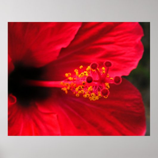 Rotes Hibiskus-Plakat Poster (Vorne)