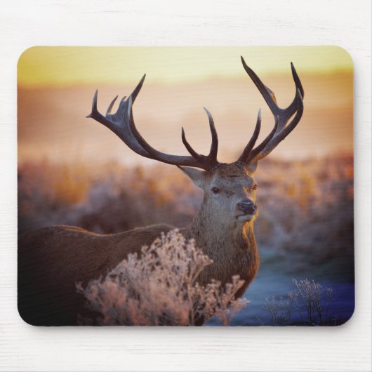 Rotes Hirsch am frühen Morgen, Mauspad (Vorne)