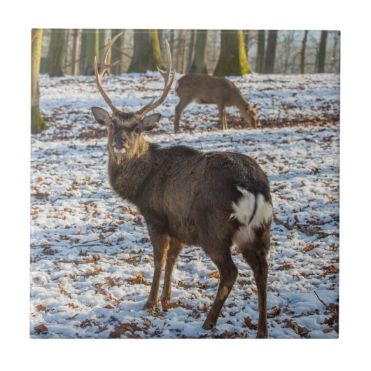 Rotes Hirsch im Schnee Fliese (Vorderseite)