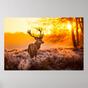 Rotes Hirsch in der Morgensonne. Hirsche, Tiere, w Poster