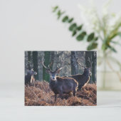Rotes Hirschstag Portrait im Herbst Winter Postkarte (Stehend Vorderseite)