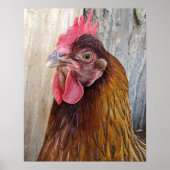 Rotes Hühnerhennen-Foto Poster (Vorne)