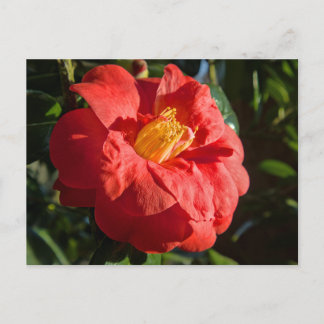 Rotes Kamelien. Bute Park, Cardiff, Wales Postkarte