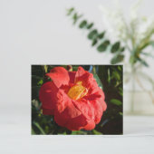 Rotes Kamelien. Bute Park, Cardiff, Wales Postkarte (Stehend Vorderseite)