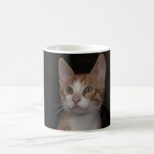 Rotes Kitt - junge Katze, schwarzer Hintergrund Kaffeetasse