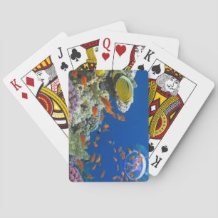 Rotes Korallenriff, Ägypten Spielkarten