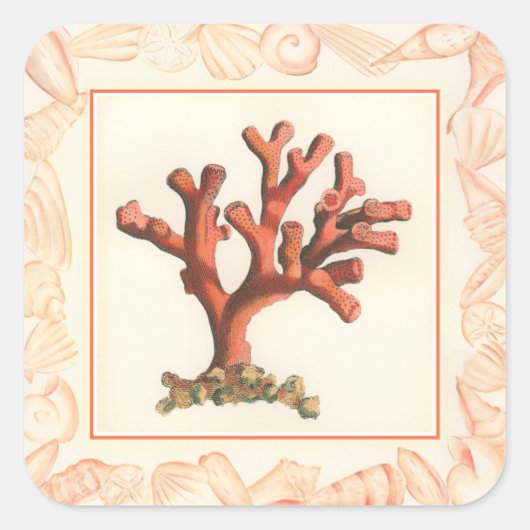 Rotes Korallenriff mit Conch-Muschel-Grenze Quadratischer Aufkleber (Vorderseite)
