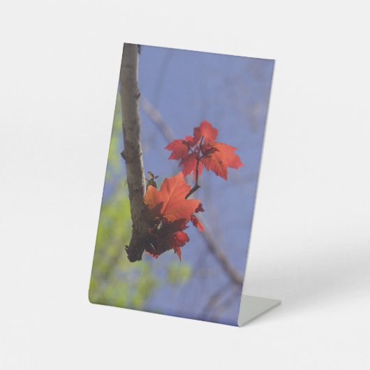Rotes Leaf auf blauem Raumakzent Sockelschild (Vorderseite)