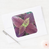 Rotes Leaf Pflanze Große Aufkleber auf dem Platz (Umschlag)