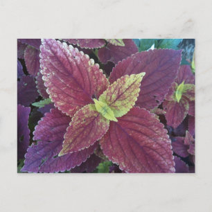 Rotes Leaf Pflanze Postkarte