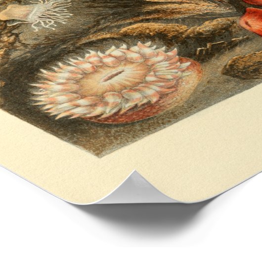 Rotes Meer - Anemone - Farbe der Meere - Kunst dru Poster (Ecke)