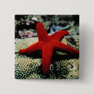 Rotes Meer der Stern-Fisch- Button