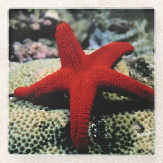 Rotes Meer der Stern-Fisch-| Glasuntersetzer (Vorderseite)