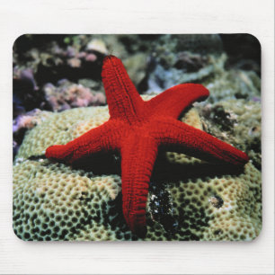 Rotes Meer der Stern-Fisch-  Mousepad