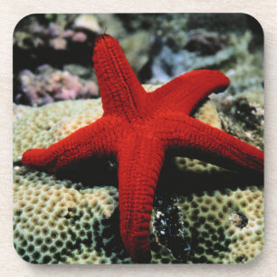 Rotes Meer der Stern-Fisch- Untersetzer