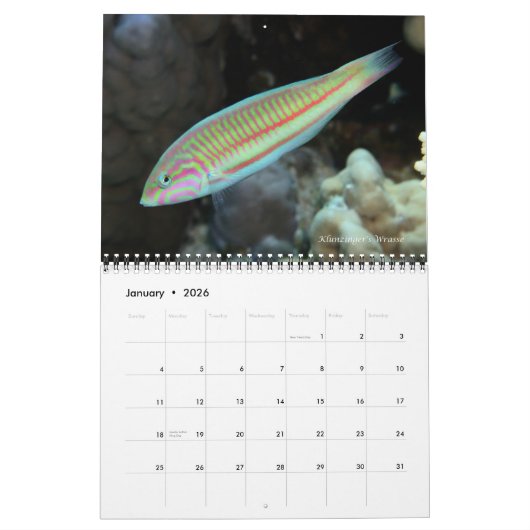 Rotes Meer Reef Fische 2 Kalender (Jan 2026)