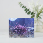 Rotes Meer Urchin Postkarte (Stehend Vorderseite)