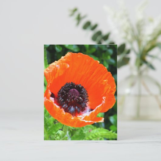 Rotes Mohnfoto Postkarte (Stehend Vorderseite)