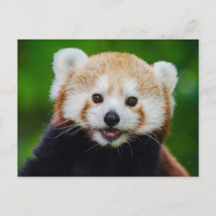 Rotes Panda Foto Postcard lächeln Postkarte