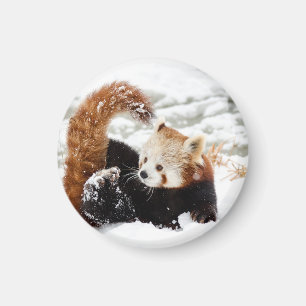 Rotes Pandajunge als Magnet