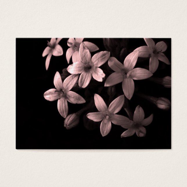rotes Pentas (Vorderseite)