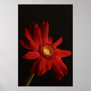 Rotes Plakat des Gänseblümchen-{Makro}