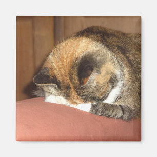 "Rotes" Schlafen der Katze auf dem Husten Magnet