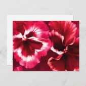 Rotes Stiefmütterchen Postkarte (Vorne/Hinten)