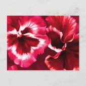 Rotes Stiefmütterchen Postkarte (Vorderseite)