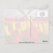 Rotes Tulip-Feld, Oregon-Blume Postkarte (Rückseite)