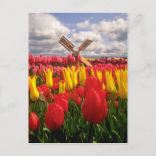 Rotes Tulip-Feld, Oregon-Blume Postkarte