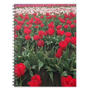 Rotes Tulip Feld, Oregon Notizblock