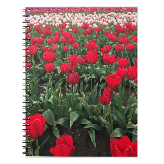 Rotes Tulip Feld, Oregon Notizblock (Vorderseite)