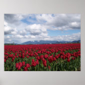 Rotes Tulip-Feld Poster (Vorne)