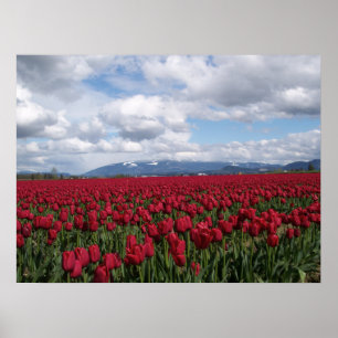 Rotes Tulip-Feld Poster