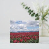 Rotes Tulip-Feld Postkarte (Stehend Vorderseite)