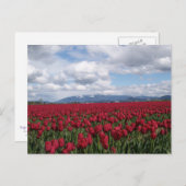 Rotes Tulip-Feld Postkarte (Vorne/Hinten)