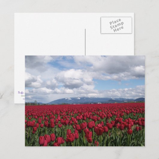 Rotes Tulip-Feld Postkarte (Vorne/Hinten)