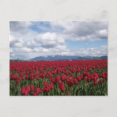 Rotes Tulip-Feld Postkarte (Vorderseite)