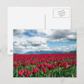 Rotes Tulip-Feld Postkarte (Vorne/Hinten)