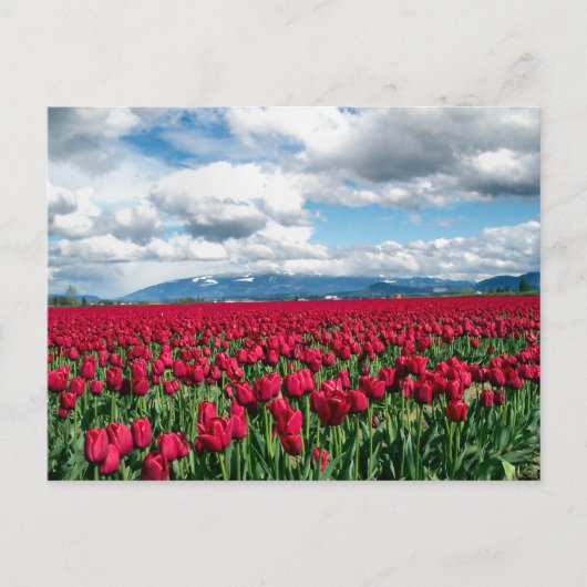 Rotes Tulip-Feld Postkarte (Vorderseite)