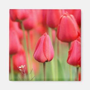 Rotes Tulpe-Foto Magnet