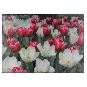 Rotes u. weißes Frühlings-Tulpe-Schneidebrett Schneidebrett