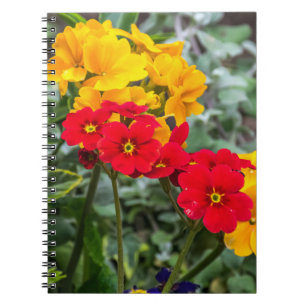 Rotes und gelbes Primelnotizbuch Notizblock