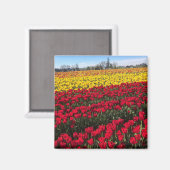 Rotes und gelbes Tulip-Feld Magnet (Vorderseite/Rückseite)