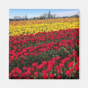 Rotes und gelbes Tulip-Feld Magnet