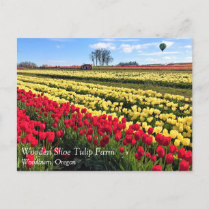 Rotes und gelbes Tulip-Feld mit Heißluftballon Postkarte