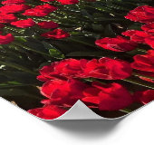 Rotes und gelbes Tulip-Feld Poster (Ecke)